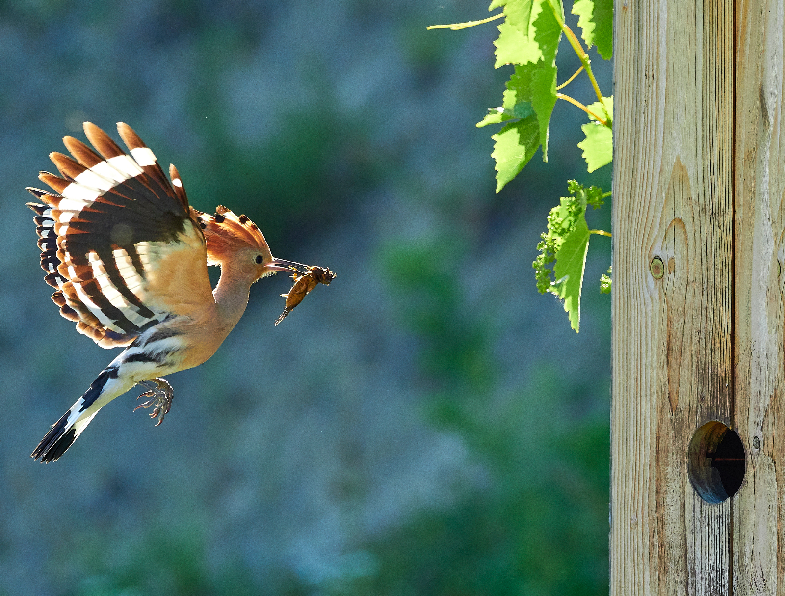 Wiedehopf C1 MSO70185